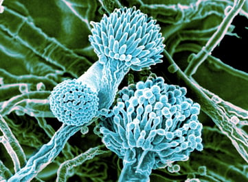 Aspergillus In Hospital Ductwork Can Be Deadly